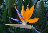 Decoração com plantas nativas: dicas para cada região do Brasil