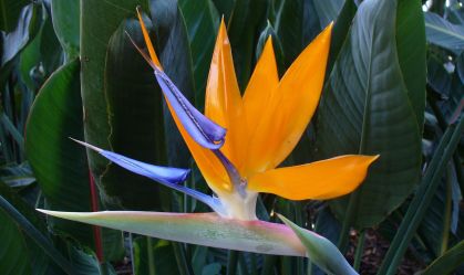 Helicônia Papagaio