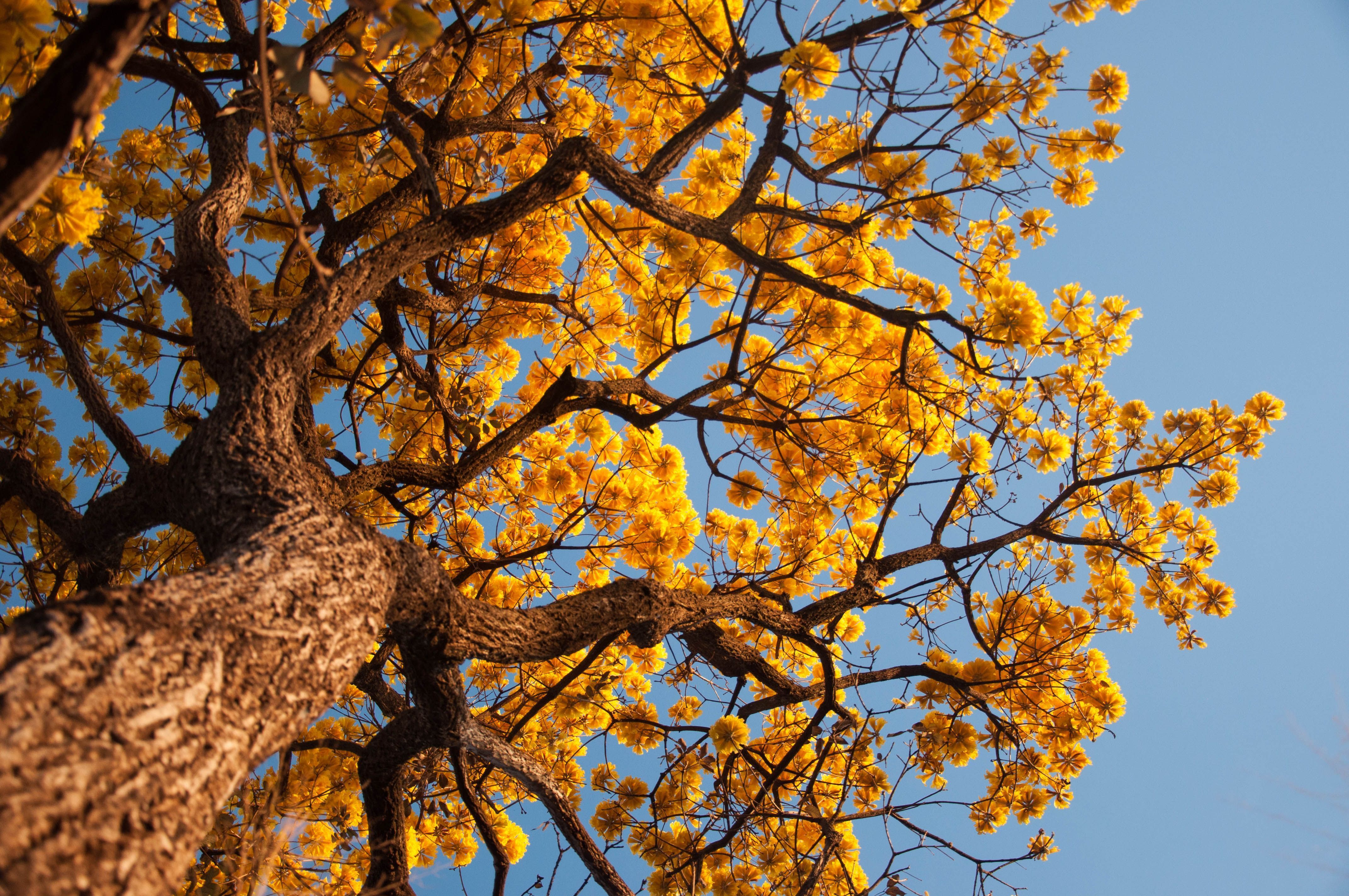 ipê amarelo