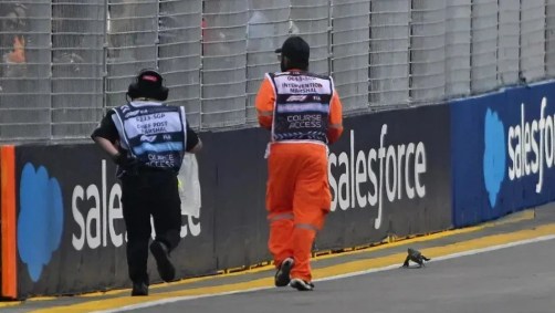 Fiscais perseguem um lagarto na pista durante os treinos antes do GP de Singapura