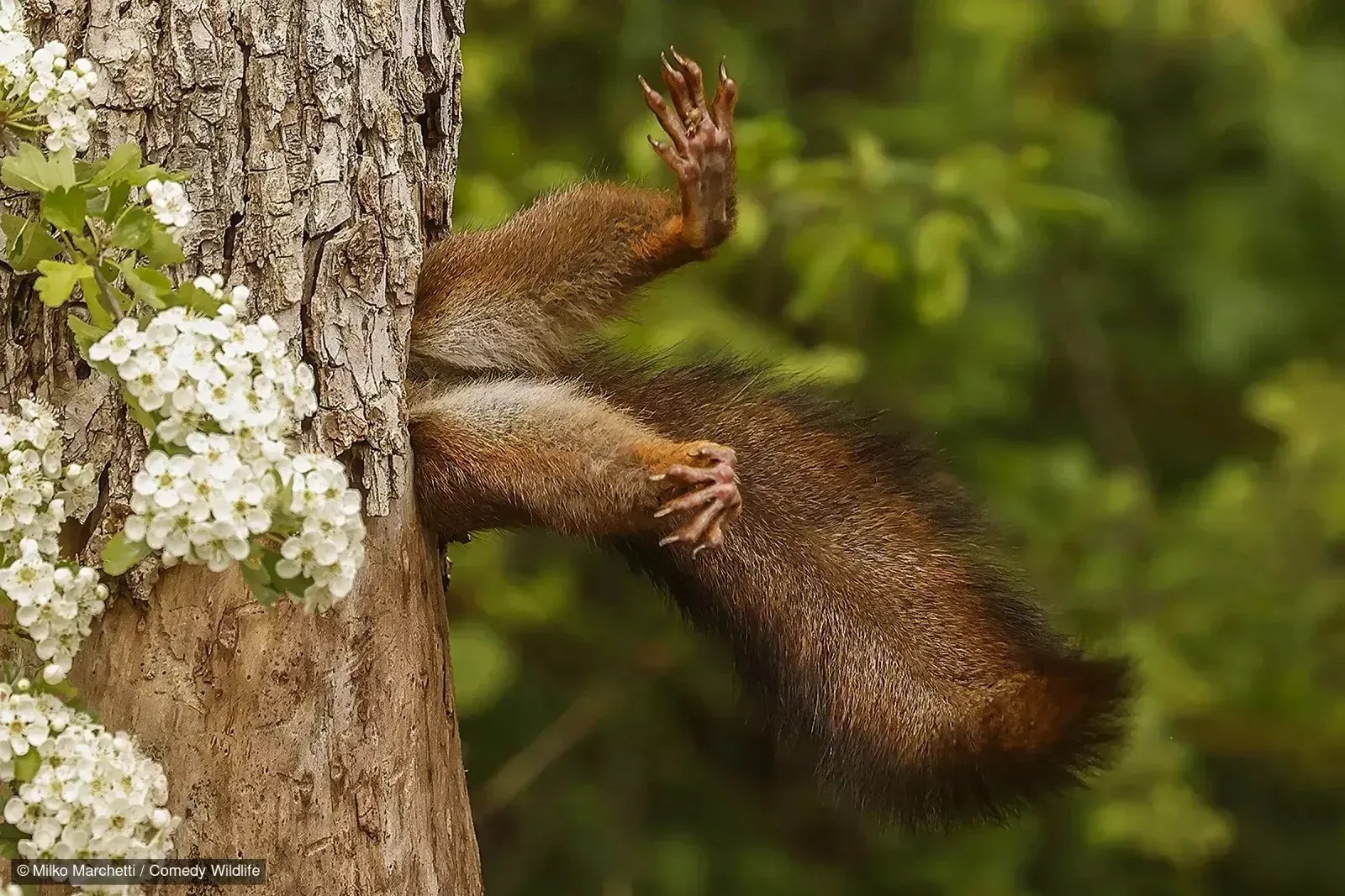 Milko Marchetti - Stuck Squirrel