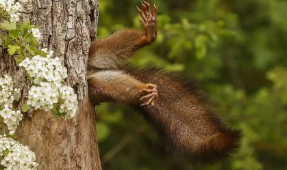 Esquilo preso vence concurso de fotos cômicas de animais selvagens; veja