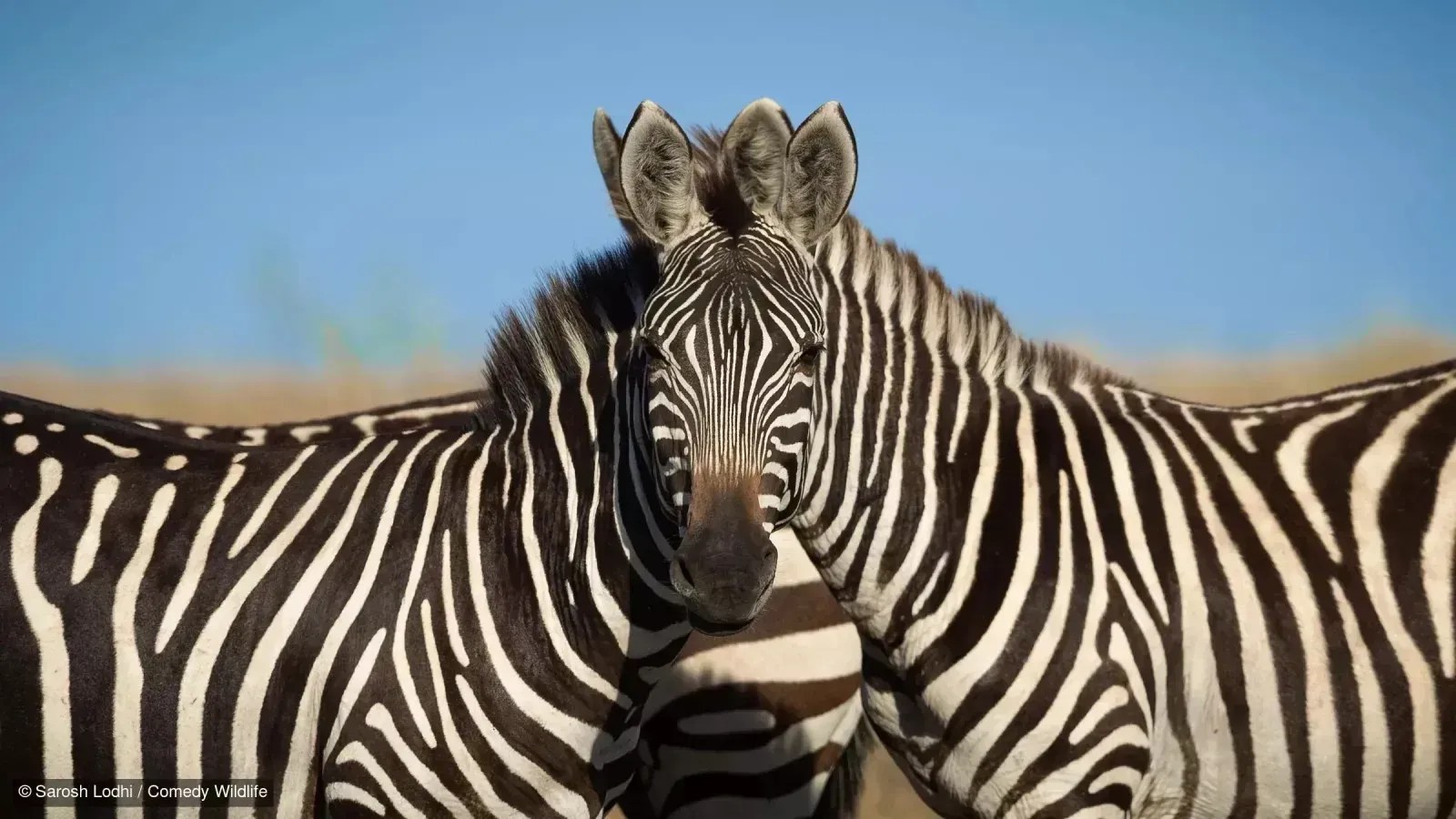 Sarosh Lodhi - Wait Which Zebra Is In Front