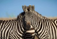 Concurso de fotos cômicas de animais escolhe finalistas desse ano; veja imagens