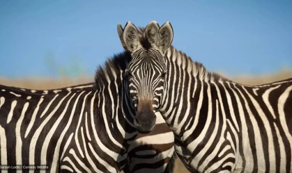 Concurso de fotos cômicas de animais escolhe finalistas desse ano; veja imagens