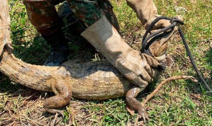 Jacaré é resgatado de área de queimada no Tocantins