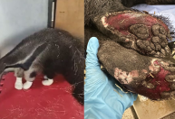 Tamanduá é resgatado com patas queimadas em área de incêndio em Brasília