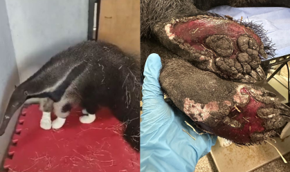 Tamanduá é resgatado com patas queimadas em área de incêndio em Brasília