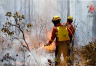 Incêndio já atingiu de 38% da Floresta Nacional de Brasília
