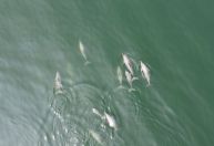 Vídeo: grupo de golfinhos faz aparição em praia do Rio de Janeiro