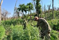 PF destrói 153 toneladas de maconha em operação na fronteira com Paraguai