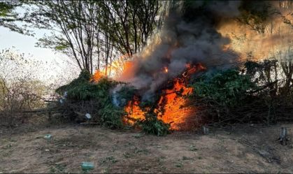 Polícia Militar incinera 30 mil pés de maconha no Sertão de Pernambuco