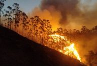 Governo antecipa Bolsa Família para cidades de São Paulo atingidas por incêndios