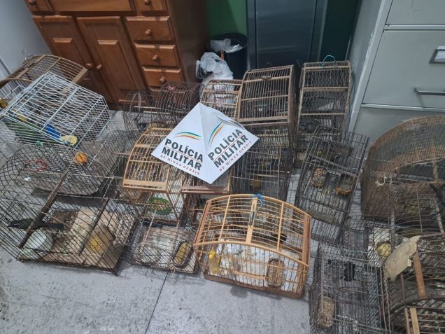 Foram encontradas 28 gaiolas com 34 aves no local • Divulgação/PMMG