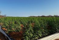Maconha gourmet: segundo laboratório da droga é encontrado pela polícia da Bahia