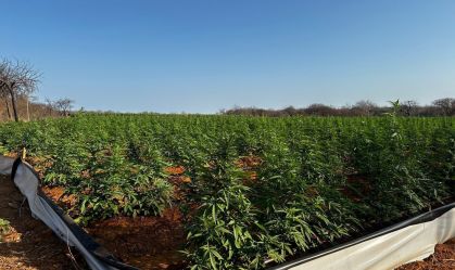 Maconha gourmet: segundo laboratório da droga é encontrado pela polícia da Bahia