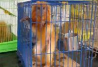 PF faz operação contra grupo envolvido com tráfico internacional de animais