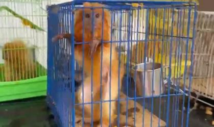 Animais resgatados