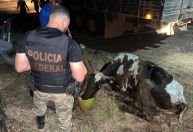 Operação retira gado criado ilegalmente em terra indígena no Pará