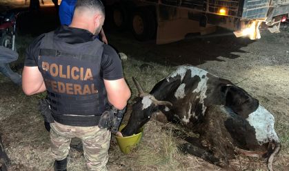 Operação retira gado criado ilegalmente em terra indígena no Pará