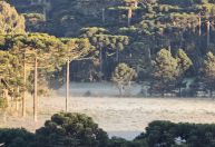 Frente fria causa geada na serra de Santa Catarina; veja imagens