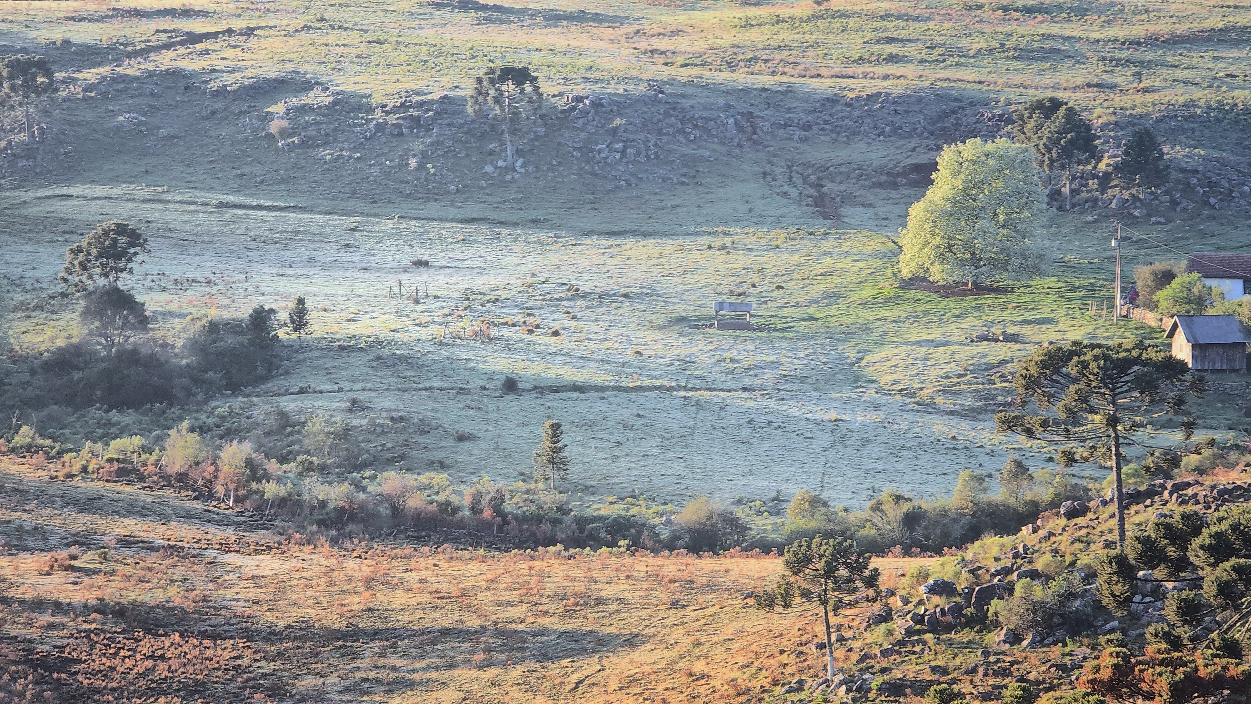 Frente fria causa geada na serra de Santa Catarina; veja imagens | CNN  Brasil