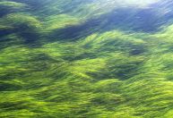 Cientistas tentam produzir energia a partir de algas marinhas; entenda