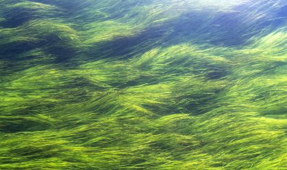Cientistas tentam produzir energia a partir de algas marinhas; entenda