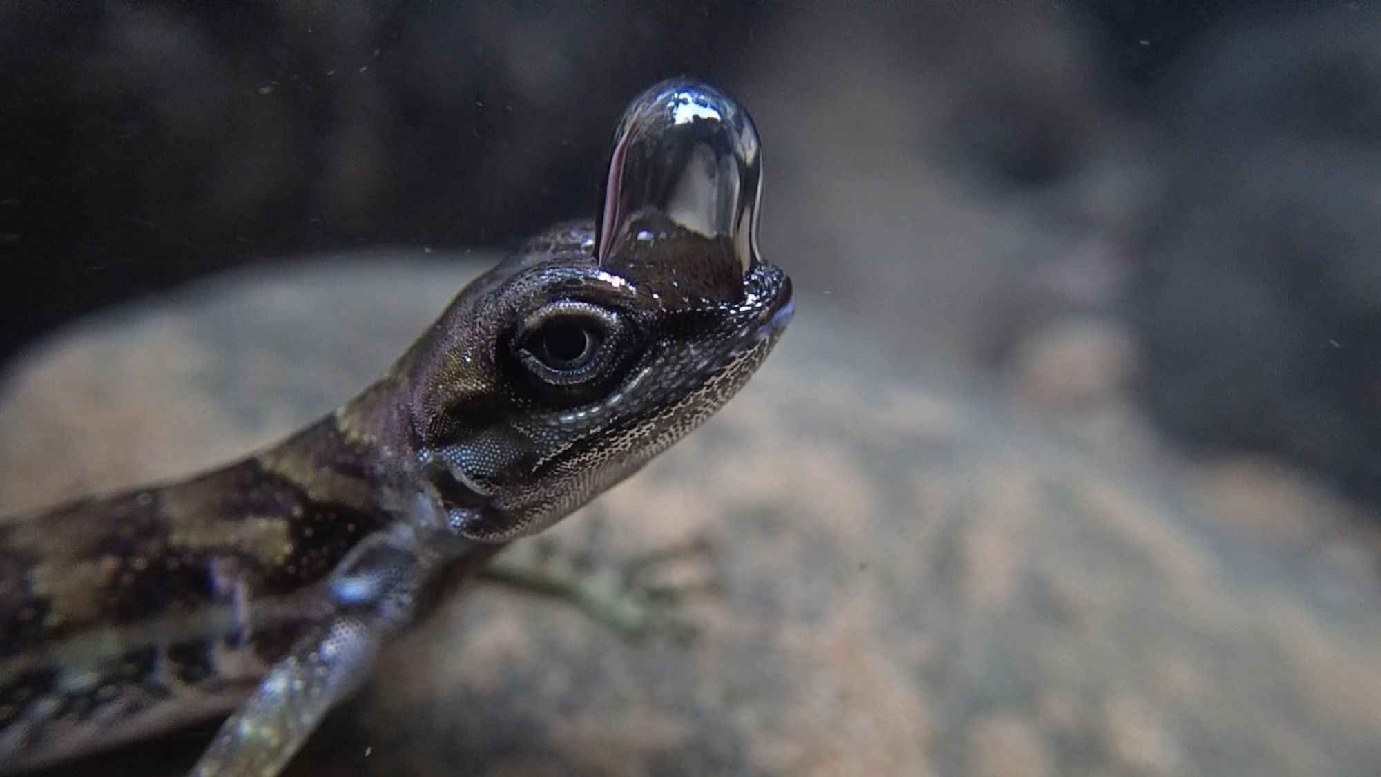 anole mergulhador lagarto