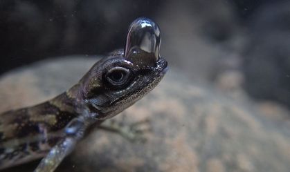 Lagarto faz seu próprio "tanque de oxigênio" para respirar embaixo d'água
