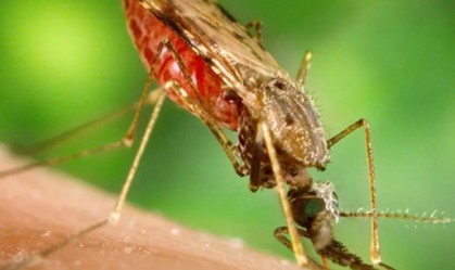 anopheles