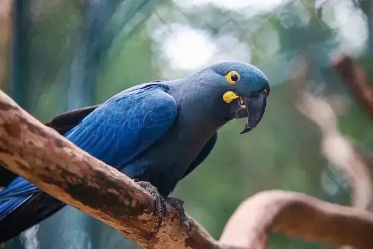 A arara-azul-de-lear faz parte da Lista Nacional de Espécies Ameaçadas de Extinção. Atualmente existem 2.200 exemplares na natureza, segundo o último censo do ICMBIO • Paulo Pinto/Agência Brasil