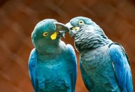 Ameaçada de extinção, arara-azul-de-lear é exibida ao público pela 1ª vez em SP