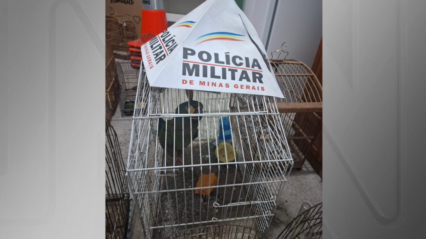 Arara maracanã ameaçada de extinção • Divulgação/PMMG