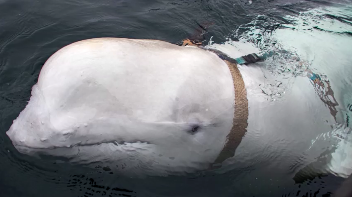 Famosa beluga "espiã russa" é encontrada morta no mar da Noruega