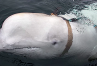 Famosa baleia beluga "espiã russa" é encontrada morta no mar da Noruega