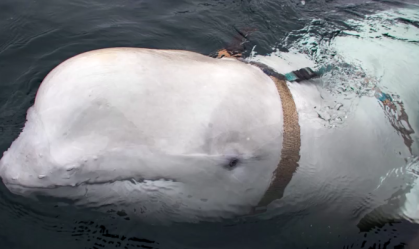 Famosa baleia beluga "espiã russa" é encontrada morta no mar da Noruega