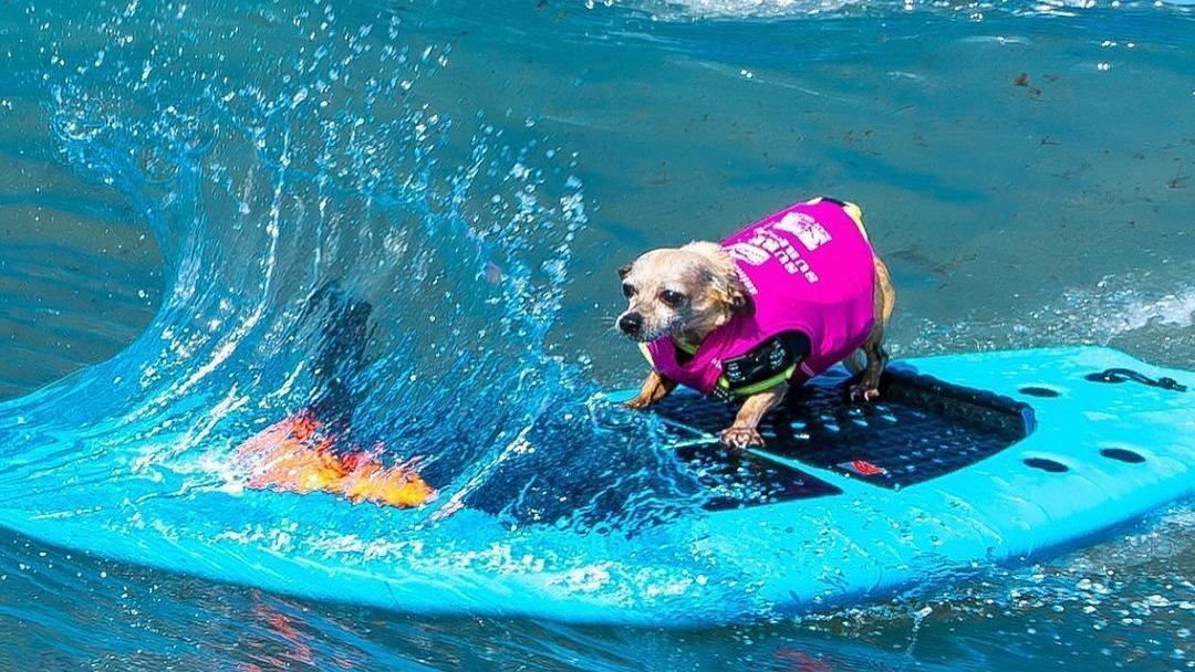 Evento beneficente reuniu cães surfistas na Califórnia