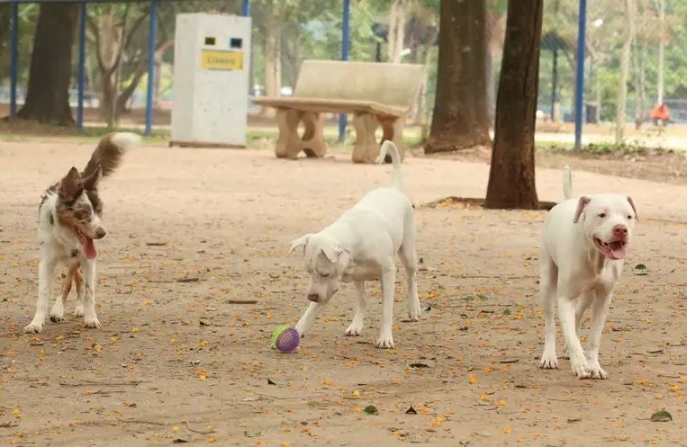 cachorrosparque
