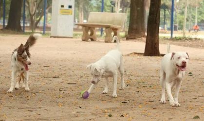 Cachorro terá direito a pensão alimentícia para tratar doença, diz Justiça de MG