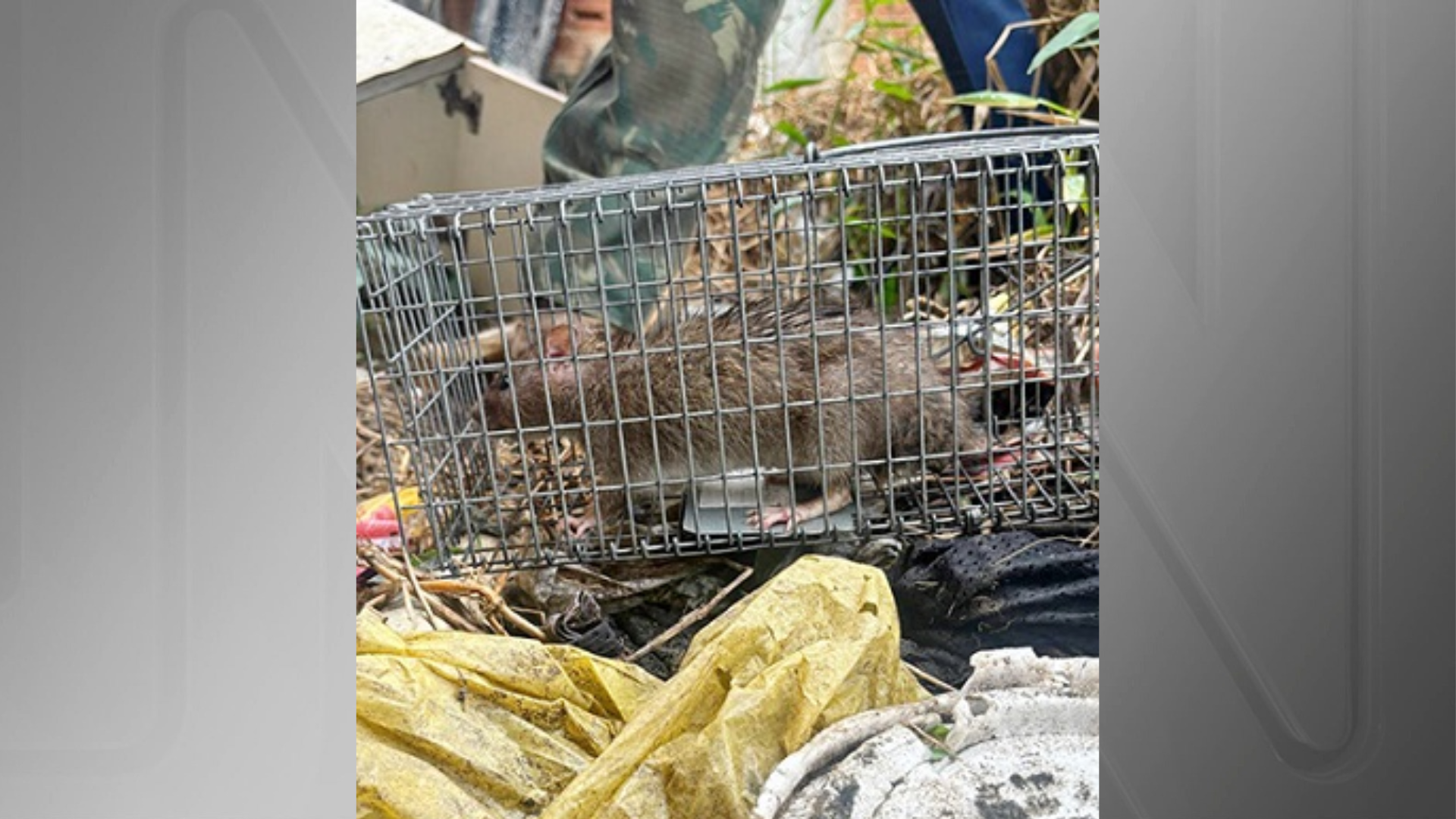 Ratos infectados
