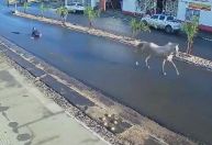 Jovem é arrastada por cavalo no RS; veja vídeo