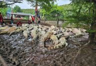 Criador tailandês mata mais de cem crocodilos após tufão danificar abrigo