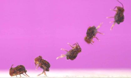 Espécie de inseto dá cambalhota mais rápida do planeta; veja