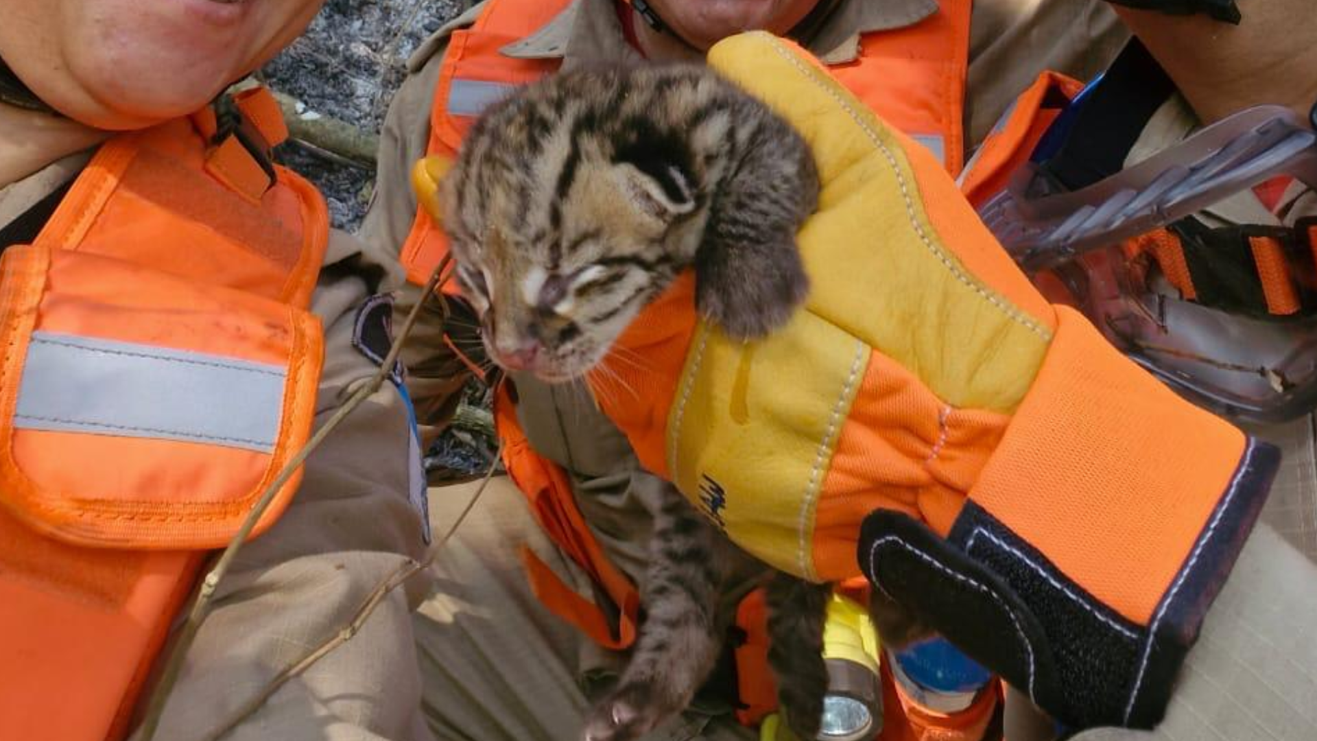 Filhote de jaguatirica é resgatado em um incêndio florestal no RJ