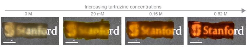 Fotos que mostram a diferença na transparência do tecido de peito de frango após a imersão em soluções de tartrazina com concentrações crescentes • Guosong Hong/Stanford University