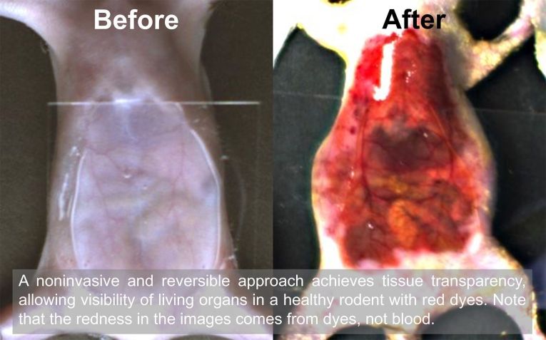 Imagens de antes e depois mostram como o corante permite que os pesquisadores vejam os órgãos de um camundongo, tornando sua pele temporariamente transparente • Stanford University