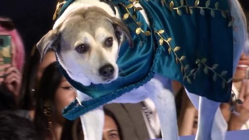 Desfile beneficente reúne cachorros na Semana de Moda de Nova York