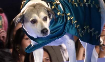 Semana de Moda de Nova York: cães ganham as passarelas em desfile beneficente