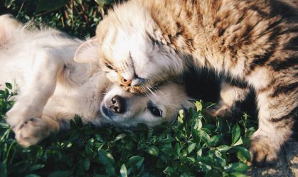 Veja as raças de cães e gatos mais populares no mundo, segundo pesquisa